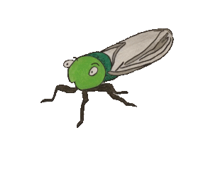 colorbugtransparent